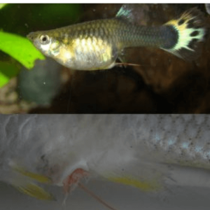 Detritus-Worms-in-Freshwater-Tank-Differences-between-Detritus-worms-and-Camallanus-Worms