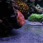Detritus worms in aquarium