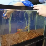 how to clean a fish tank