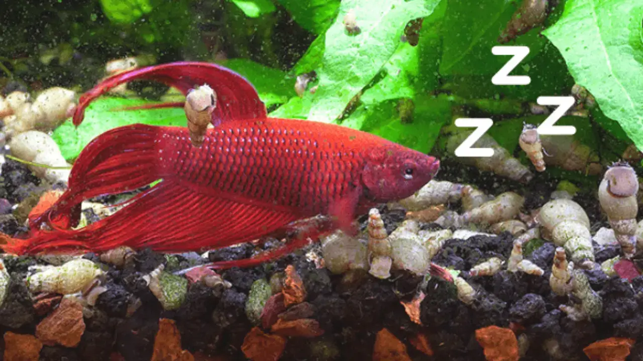 how do betta fish sleep