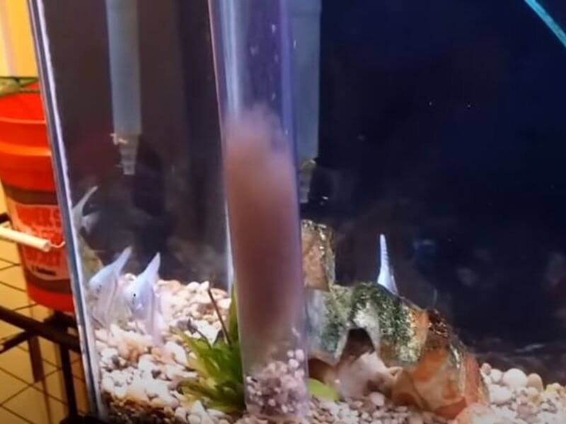 how to use a vacuum to clean a fish tank
