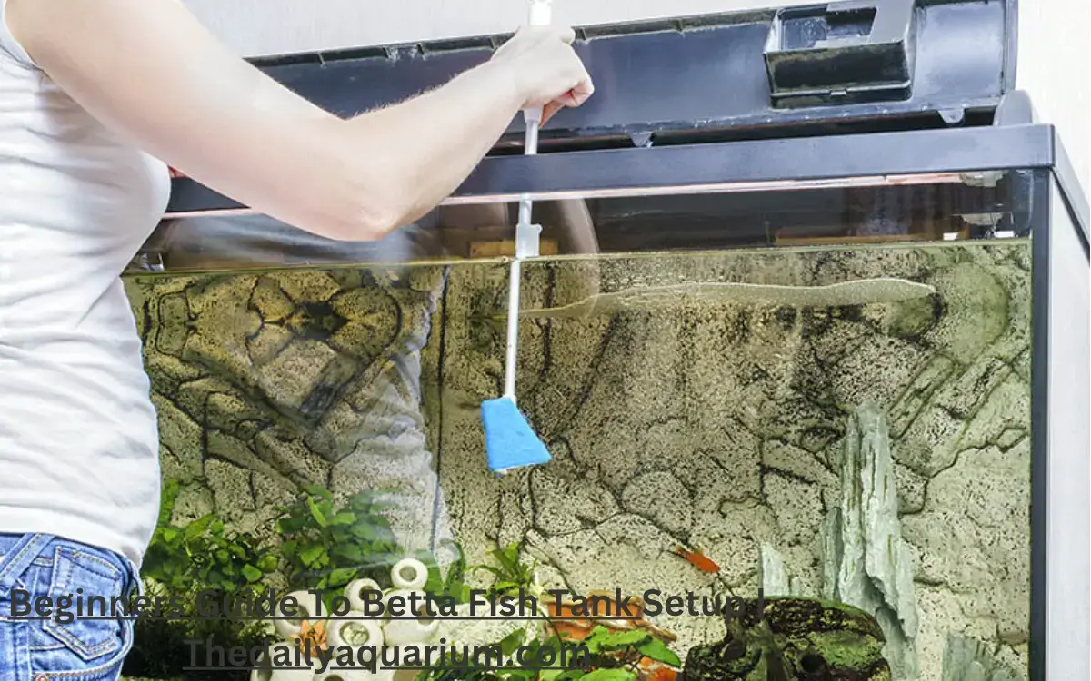 how to setup a betta fish tank