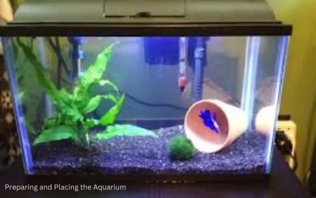 How to Setup Your Betta’s Tank