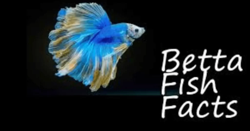 fun facts about betta fish
