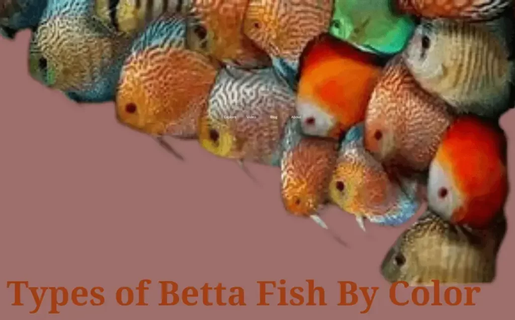 colors of betta fish
