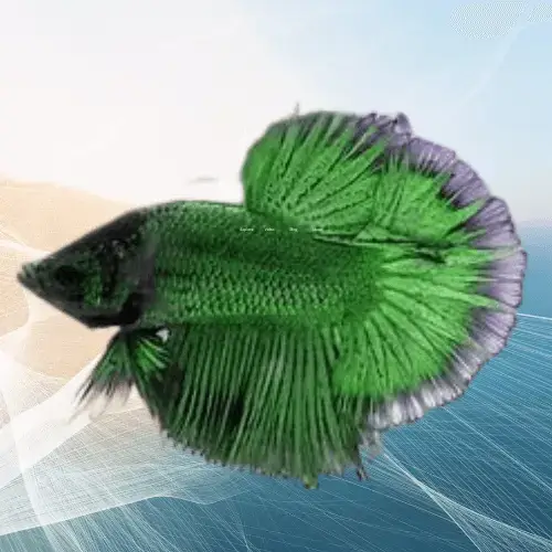 betta fish colors types