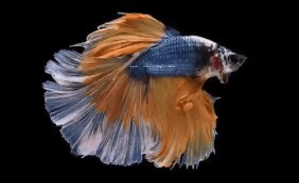 100 fun facts about betta fish