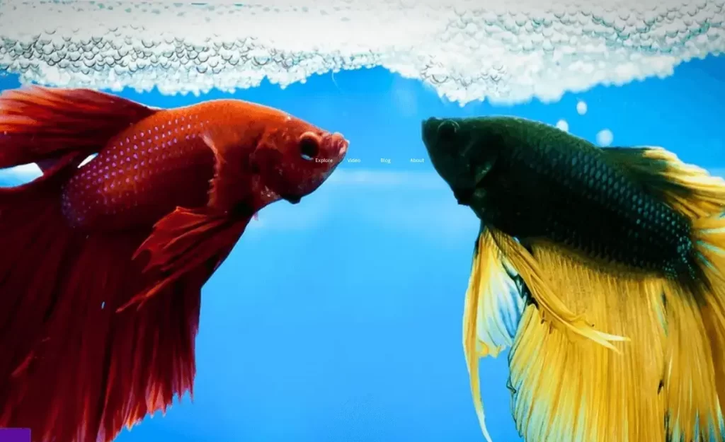 betta fish facts for beginners
