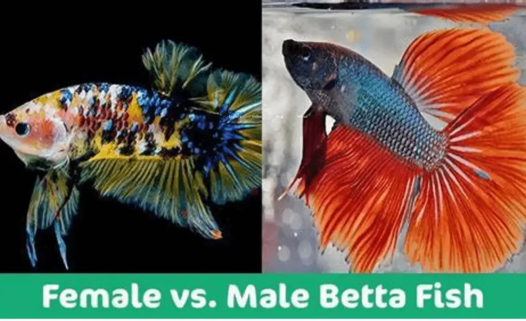 interesting facts about betta fish

