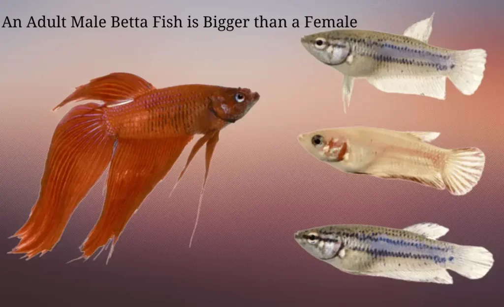 betta fish facts
