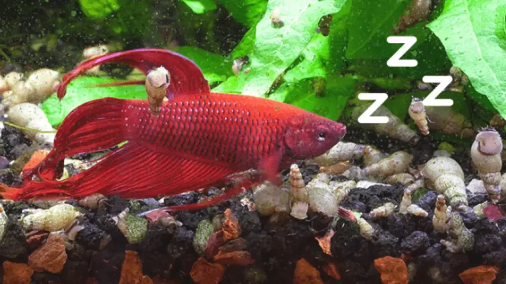 how long do betta fish sleep
