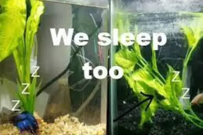 how long does a betta fish sleep
