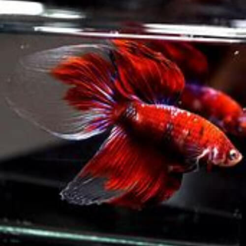 male and female veiltail betta fish