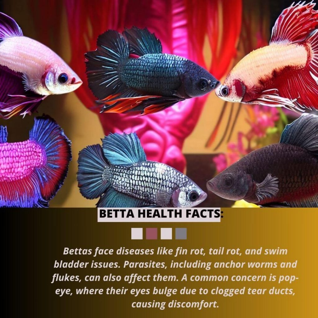 Betta Feeding & Health Facts