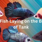 Betta Fish Laying on the Bottom of Tank