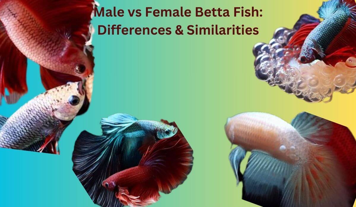 Male vs Female Betta Fish: What are Differences & Similarities