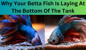 Why Betta Fish is not Moving