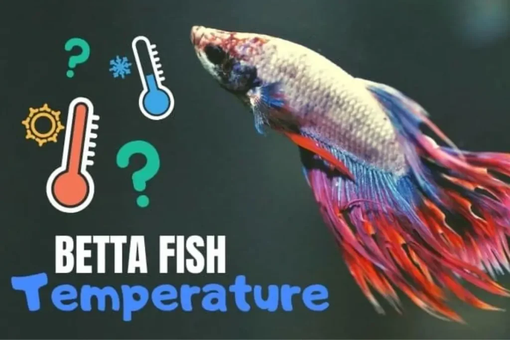 betta-fish-temperature